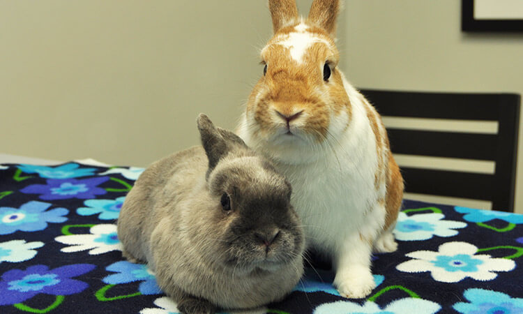 Rabbit and Pocket Pet Health Care in Merrick NY